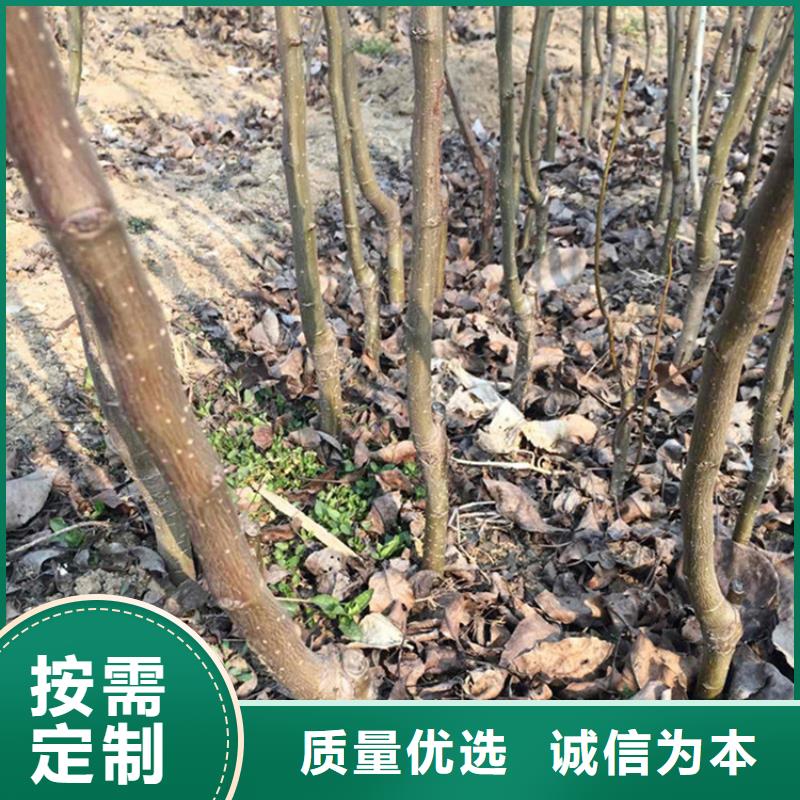 【梨树桃树苗高品质诚信厂家】专注细节更放心