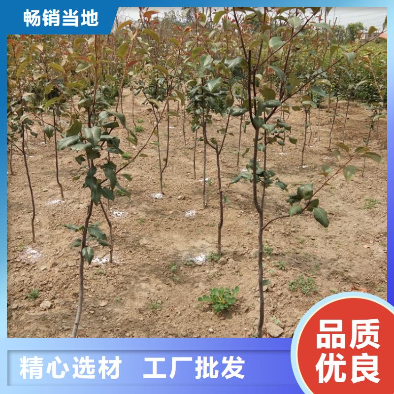 梨树-苹果苗一站式供应当地货源