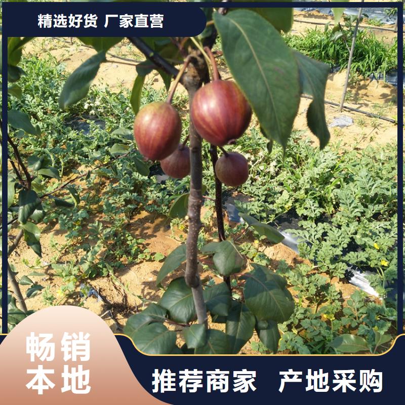 梨树【蓝莓苗】定制销售售后为一体当地品牌