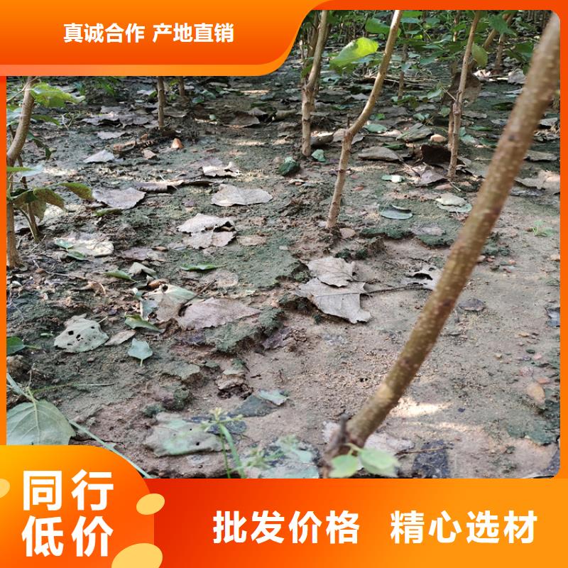 【梨树】,无花果苗工厂直供欢迎来厂考察