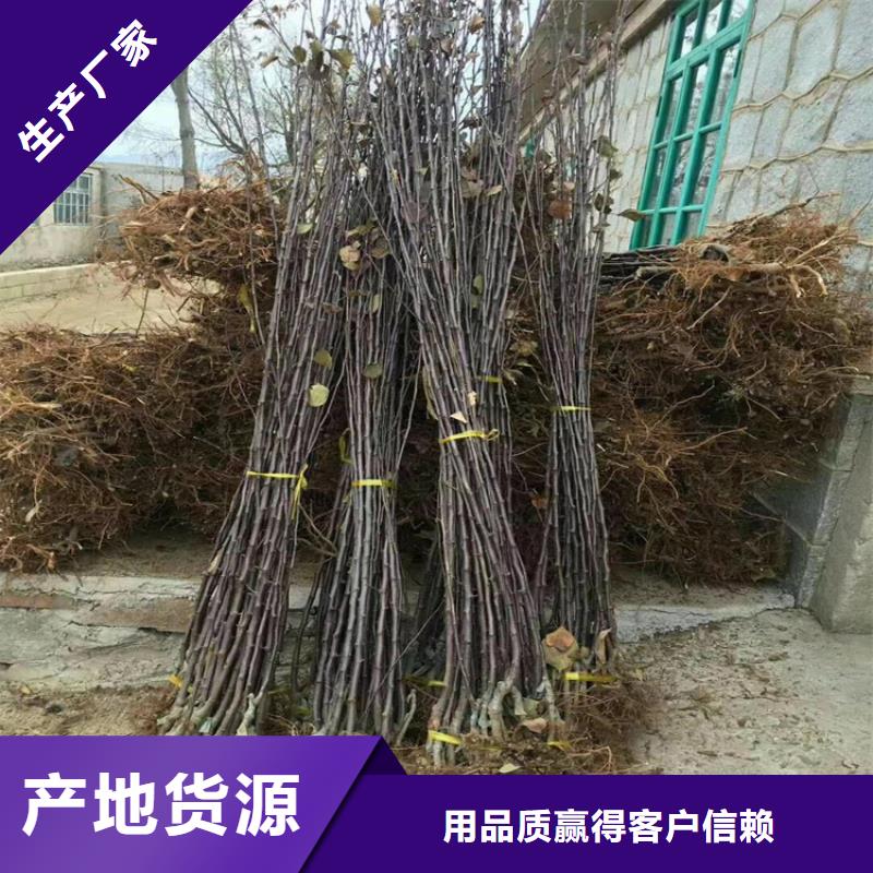 梨树,石榴树物美价优当地品牌