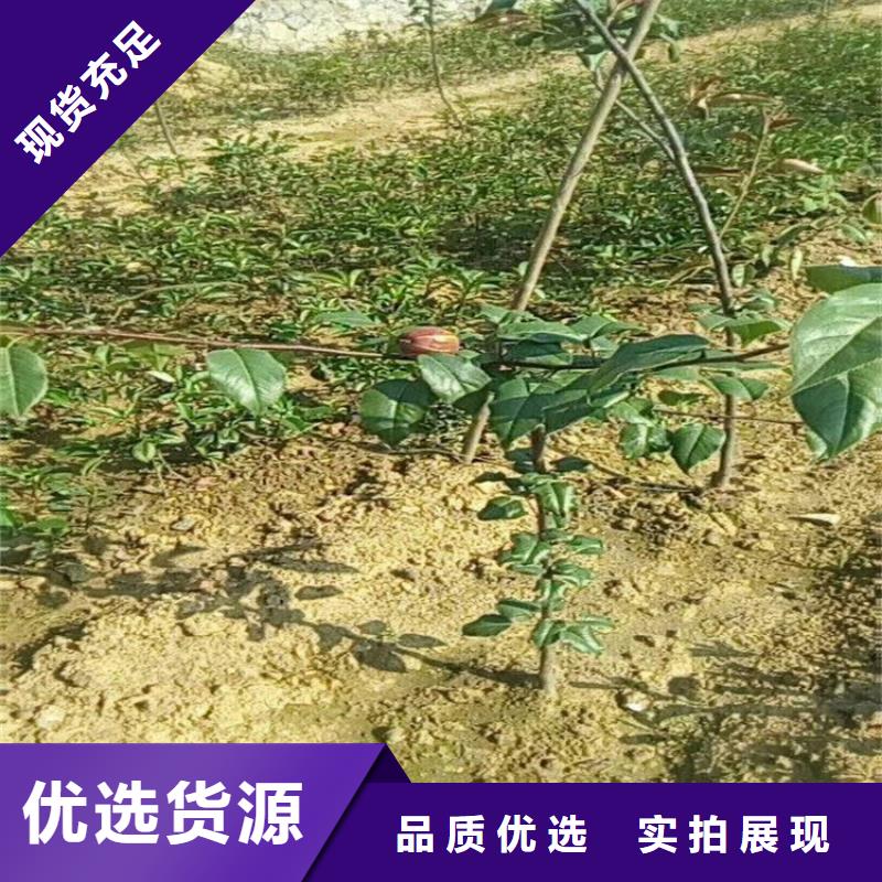 梨树苹果苗产品细节参数当地制造商