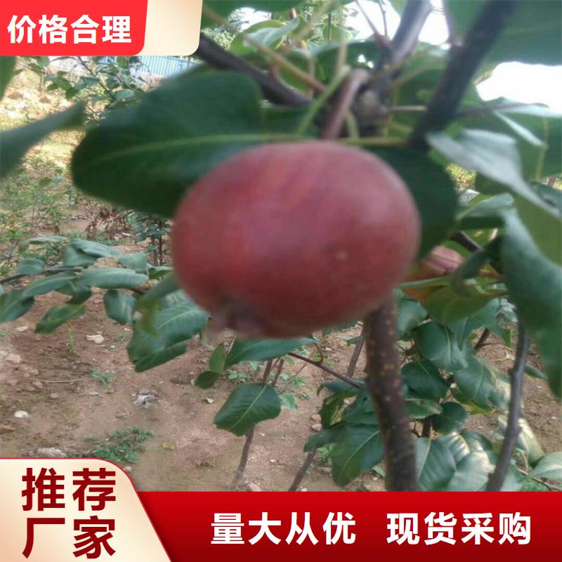 梨树_樱桃苗客户好评本地服务商