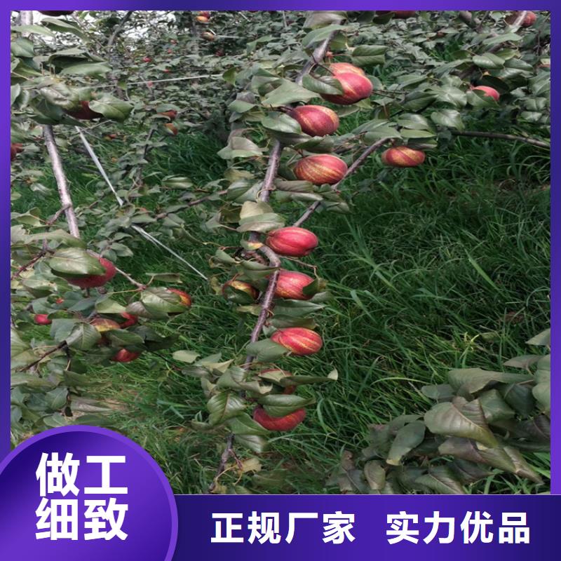 梨树苹果苗经验丰富品质可靠本地经销商