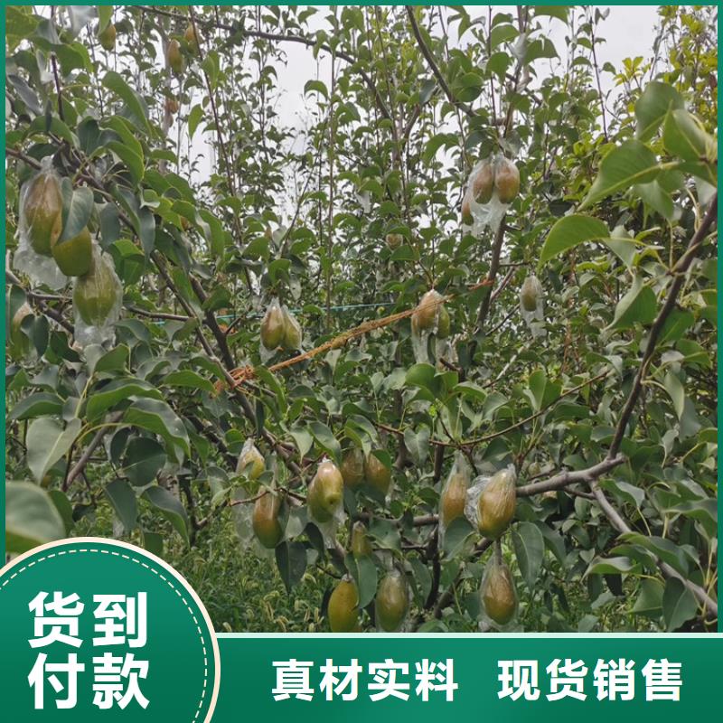 梨树,苹果苗商家直供附近公司