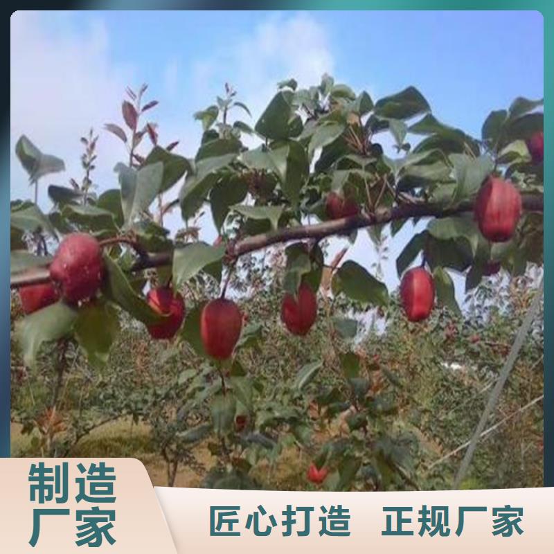 【梨树】_苹果苗优良材质质优价廉