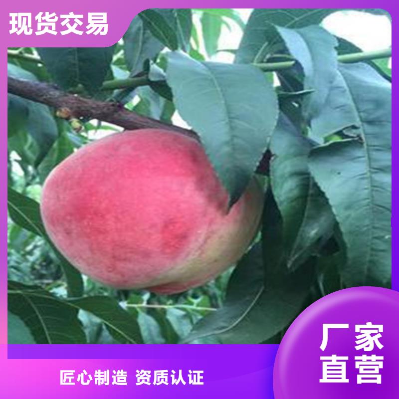 【桃桃树苗专业生产制造厂】同城经销商