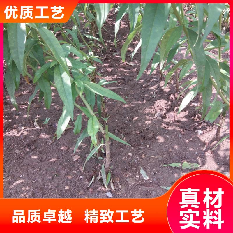 桃苹果苗厂家销售常年出售