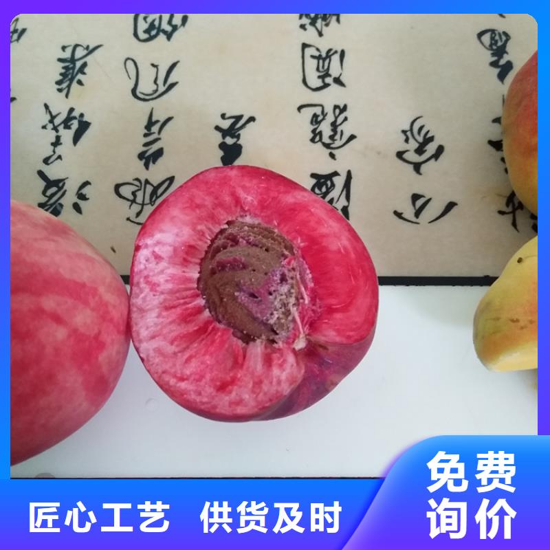 桃【蓝莓苗】选择大厂家省事省心附近生产商