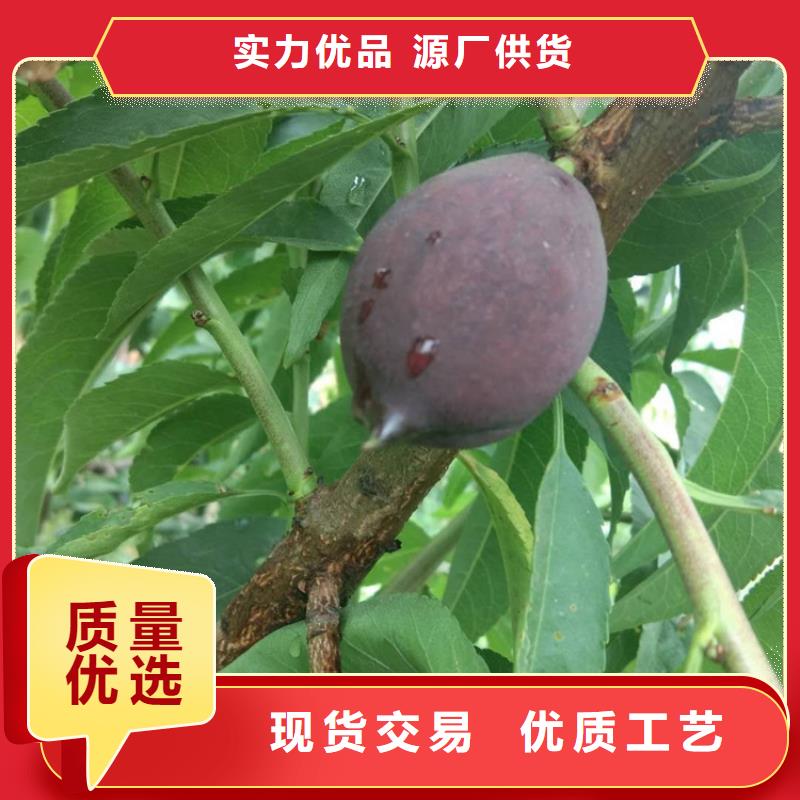 桃-无花果苗品牌大厂家颜色尺寸款式定制