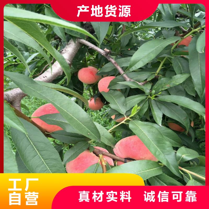 桃奶油草莓放心购当地货源