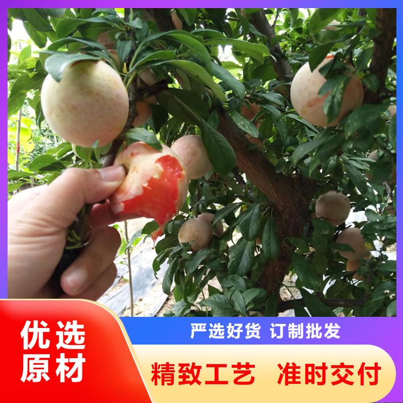 【李子樱桃苗专业生产设备】同城服务商