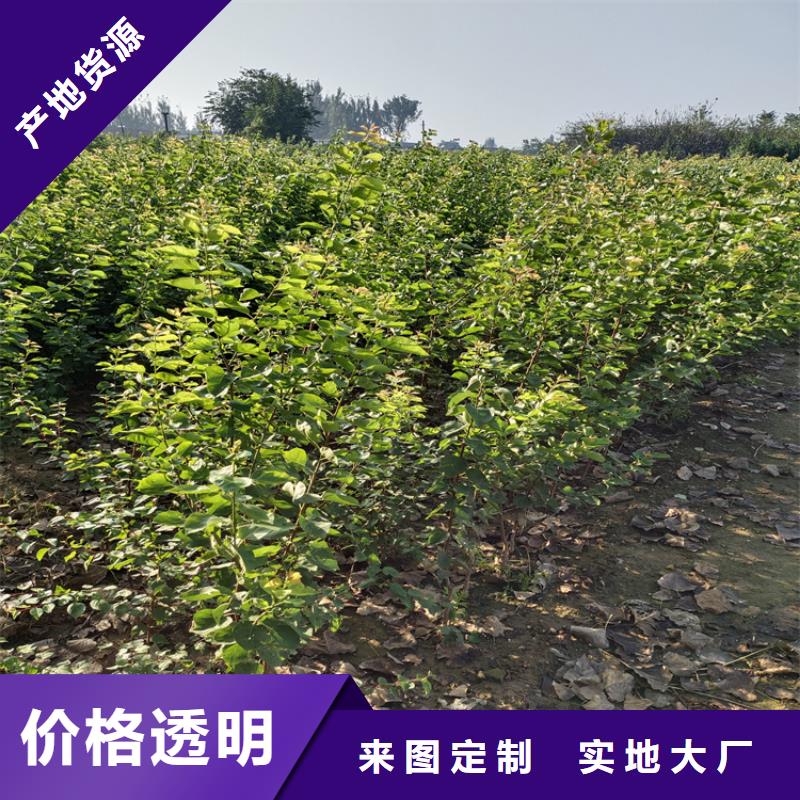 李子-石榴树本地厂家值得信赖当地品牌
