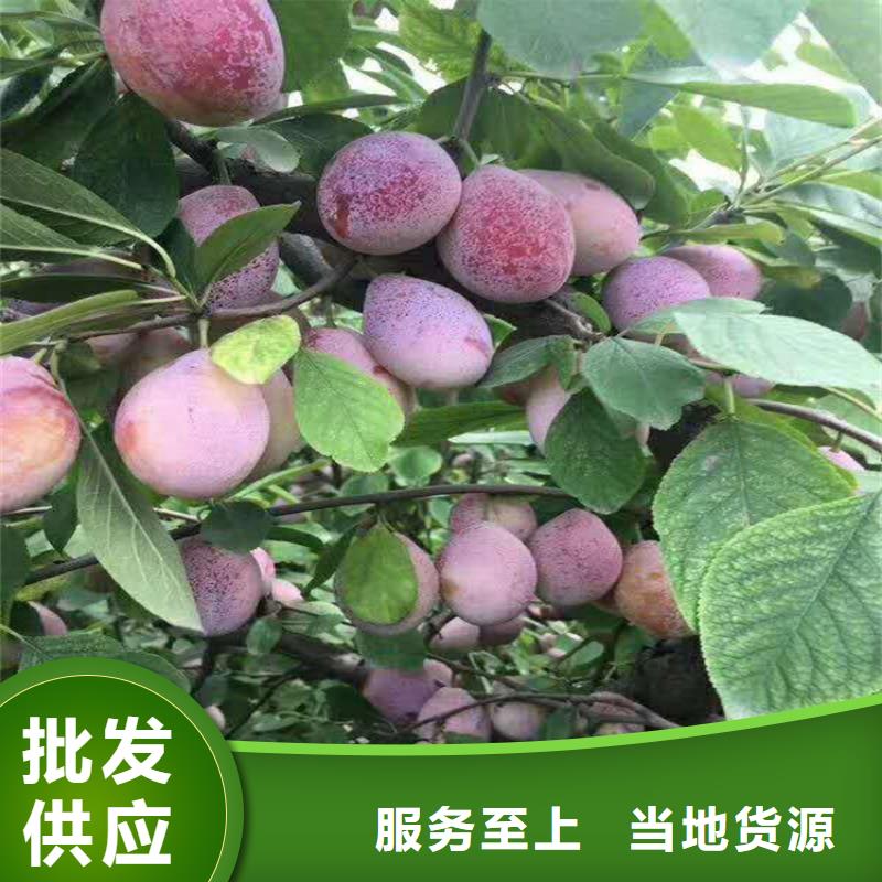 【李子3公分软籽石榴苗实力大厂家】拒绝中间商