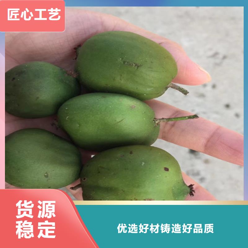 猕猴桃北美冬青精品选购同城生产厂家