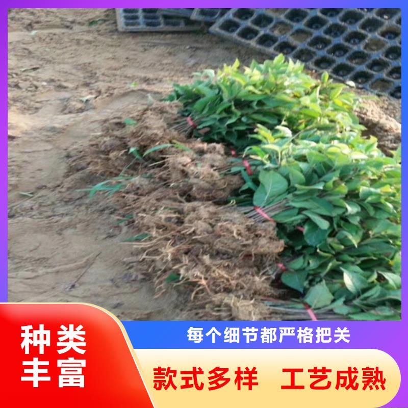 猕猴桃【苹果苗】严格把关质量放心精选优质材料