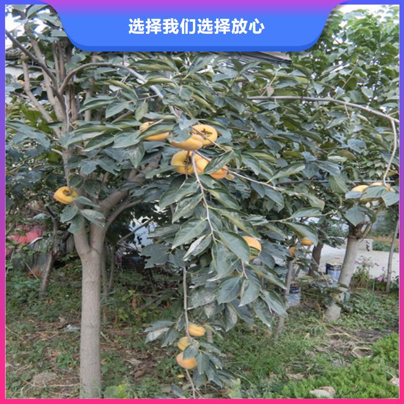 柿子-蓝莓苗一站式厂家厂家大量现货