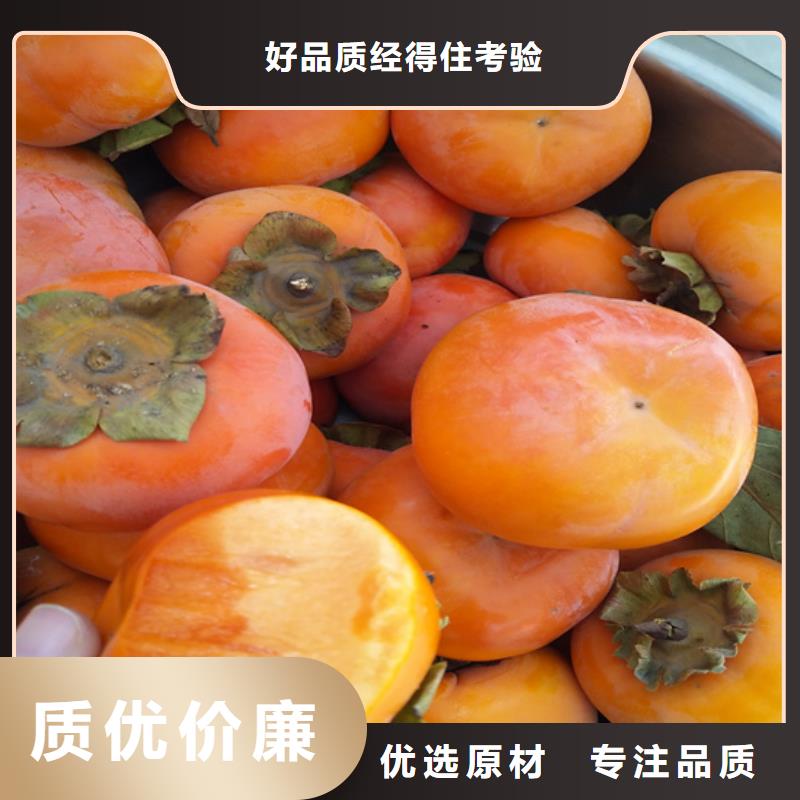 柿子【梨树苗】海量现货同城制造商