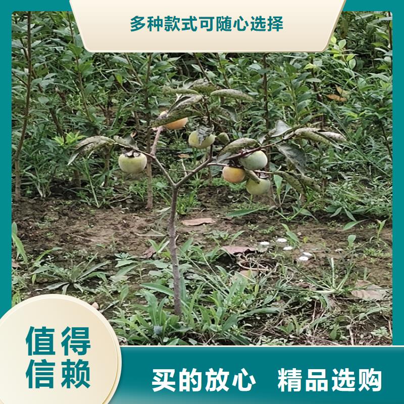 柿子苹果苗品质好才是硬道理当地供应商