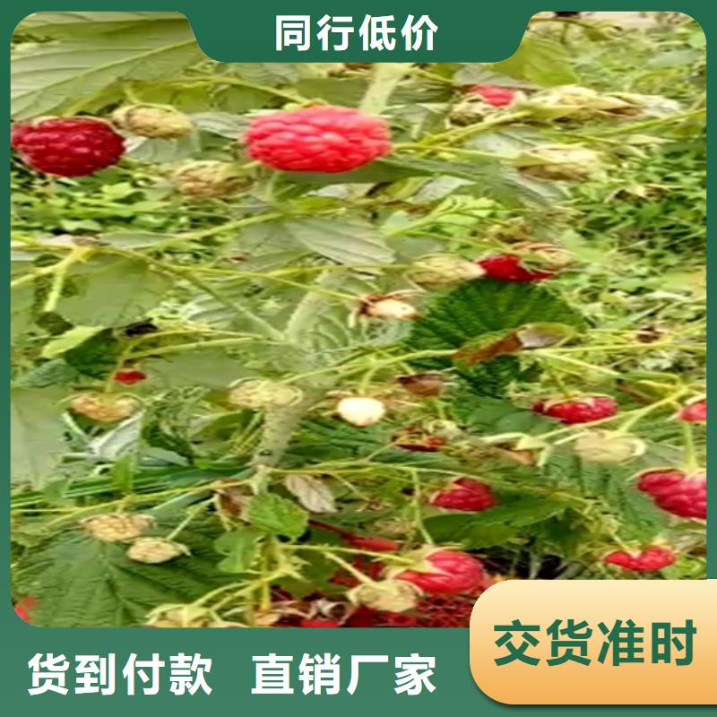 树莓樱桃苗服务周到本地制造商