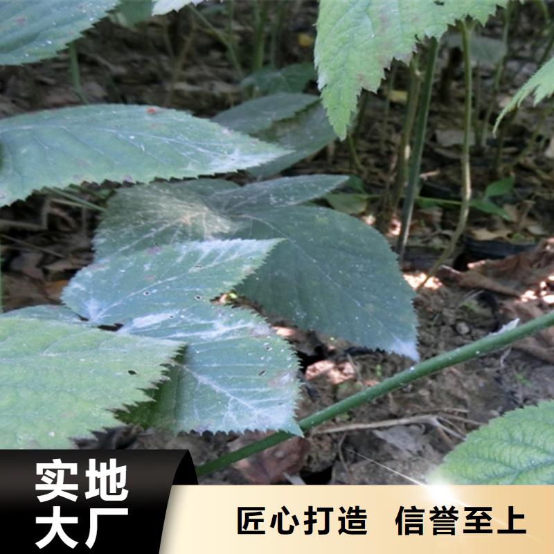 【树莓】桃树苗分类和特点实力见证