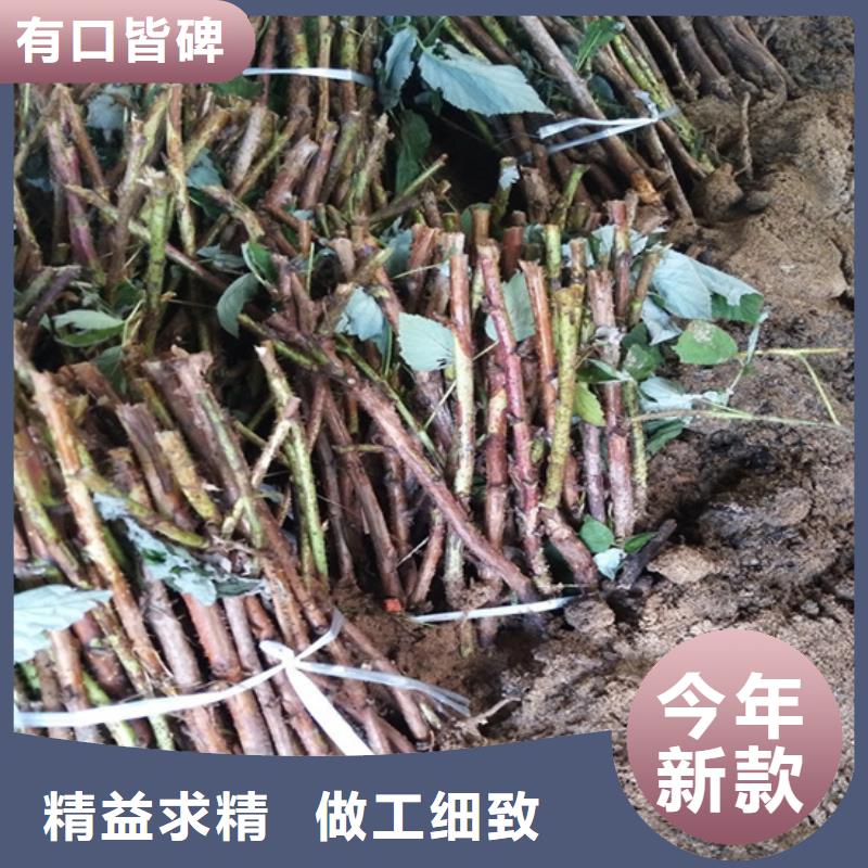 树莓葡萄苗种类多质量好本地货源