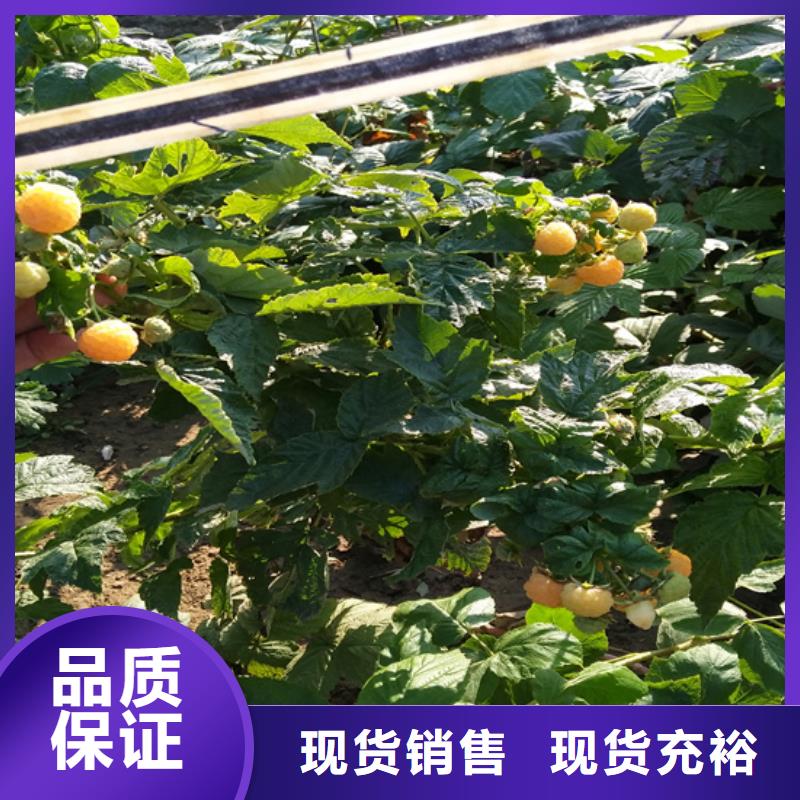 树莓_草莓苗品质不将就厂家大量现货