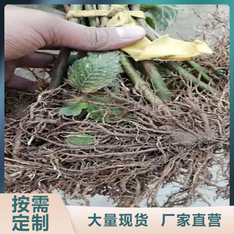 树莓_【樱桃苗】就近发货现货充足