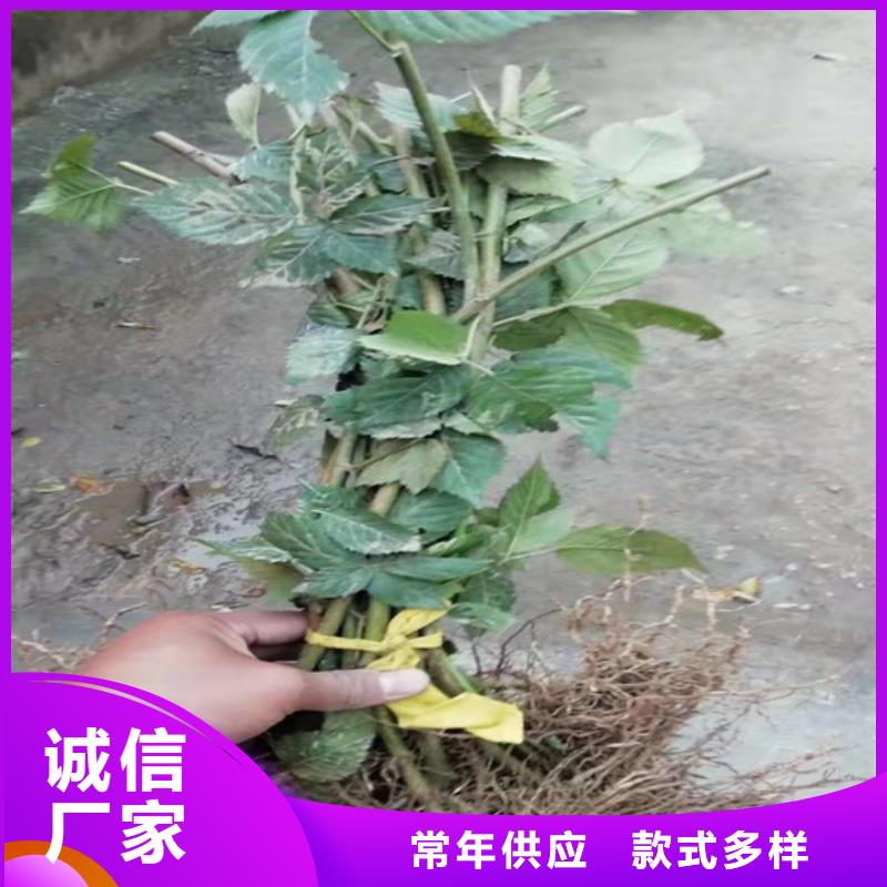 树莓,奶油草莓定制速度快工期短设备齐全支持定制