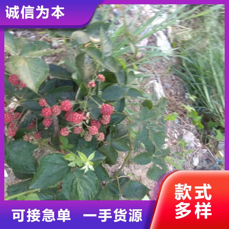 树莓樱桃苗支持定制贴心售后本地供应商