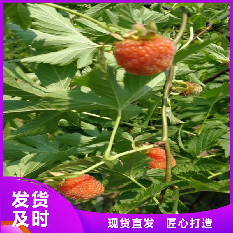 树莓葡萄苗精益求精用心做品质