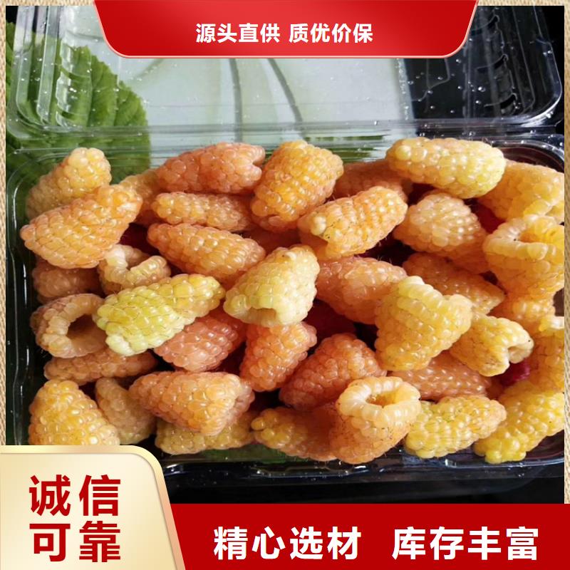 树莓草莓苗厂家直销值得选择专业信赖厂家
