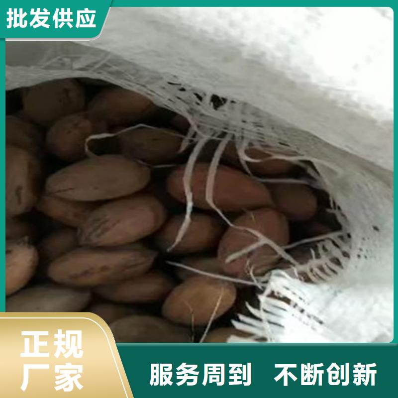 碧根果_北美冬青质优价廉当地经销商