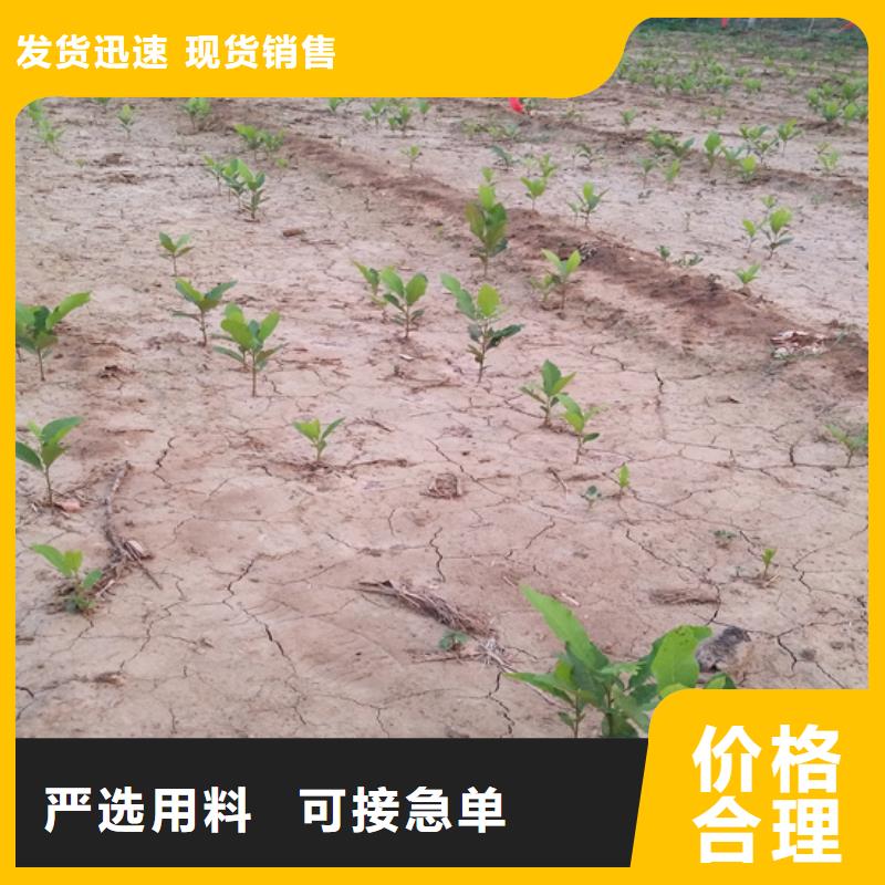 【碧根果桃树苗优势】标准工艺