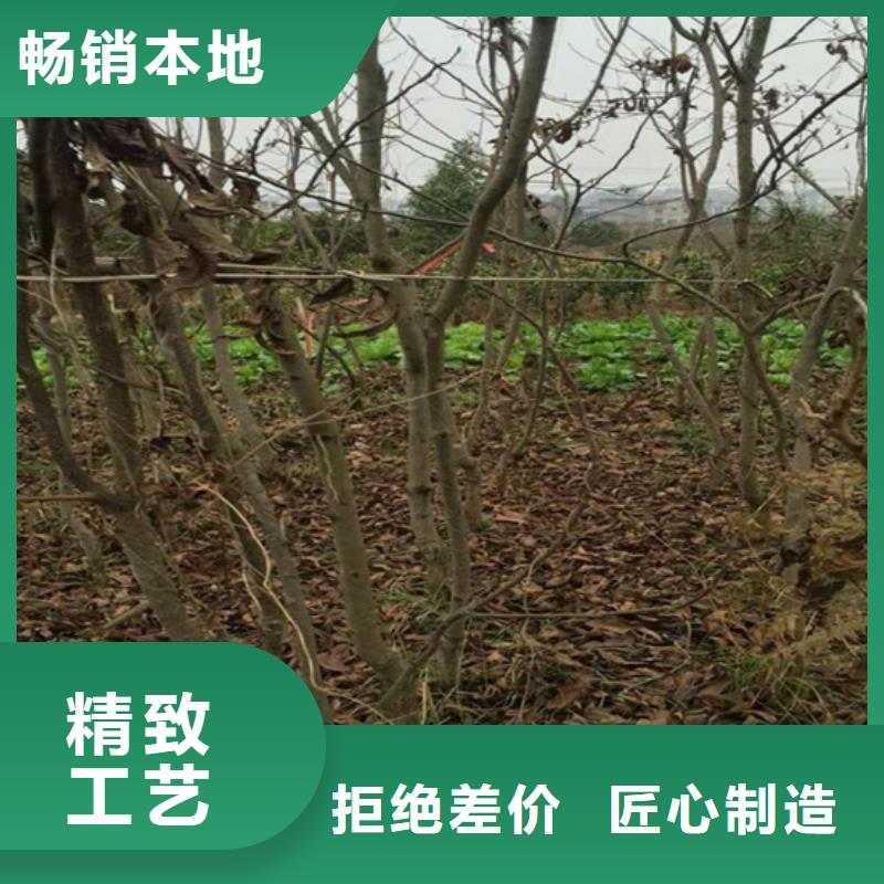 碧根果樱桃苗工厂现货供应同城供应商