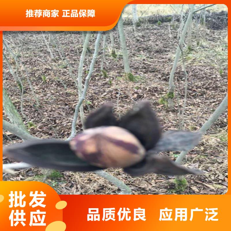 碧根果梨树苗质量无忧同城货源