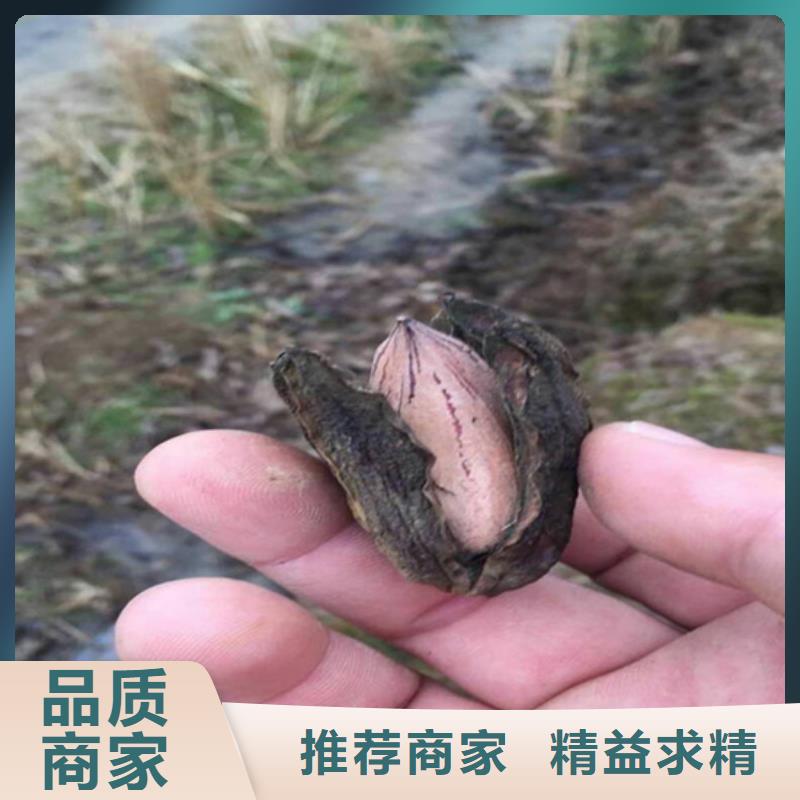 【碧根果苹果苗资质认证】厂家