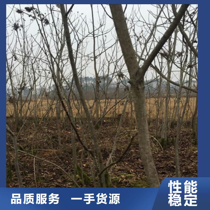 碧根果梨树苗就近发货当地生产商