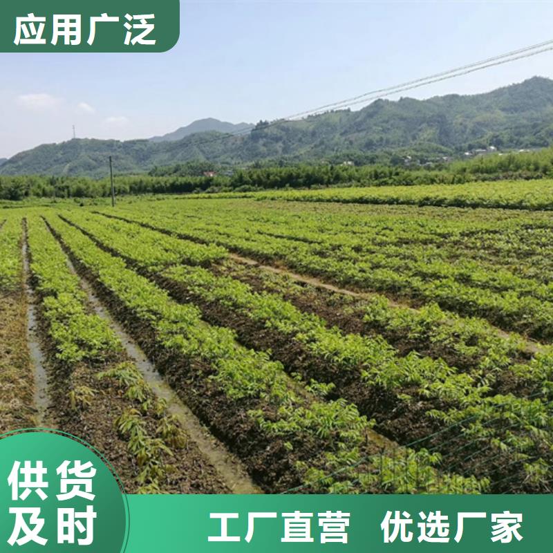 碧根果奶油草莓大厂家实力看得见现货供应