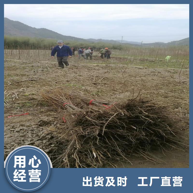 碧根果_苹果苗适用场景当地生产商