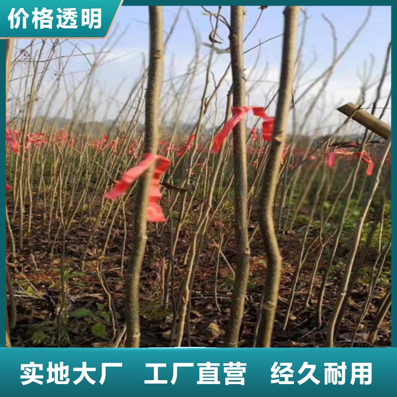 碧根果蓝莓苗适用场景拥有多家成功案例