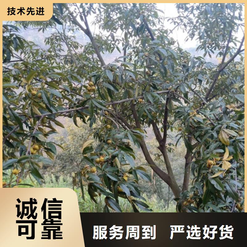 碧根果苹果苗严选材质不只是质量好