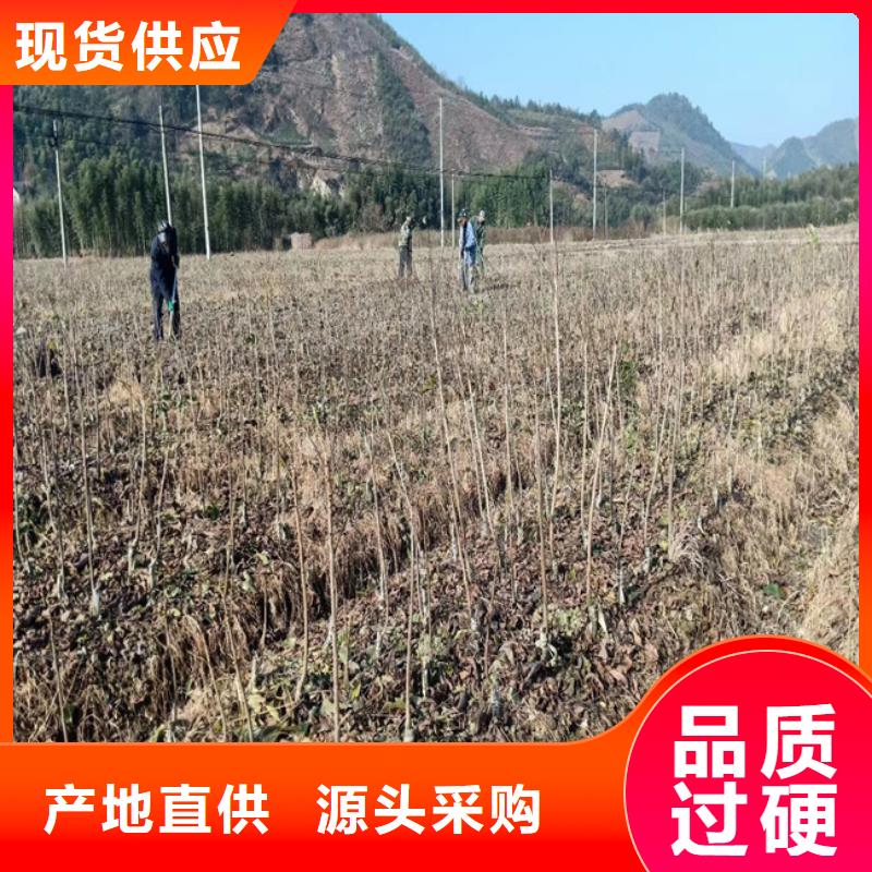 【碧根果樱桃苗专注细节更放心】每个细节都严格把关