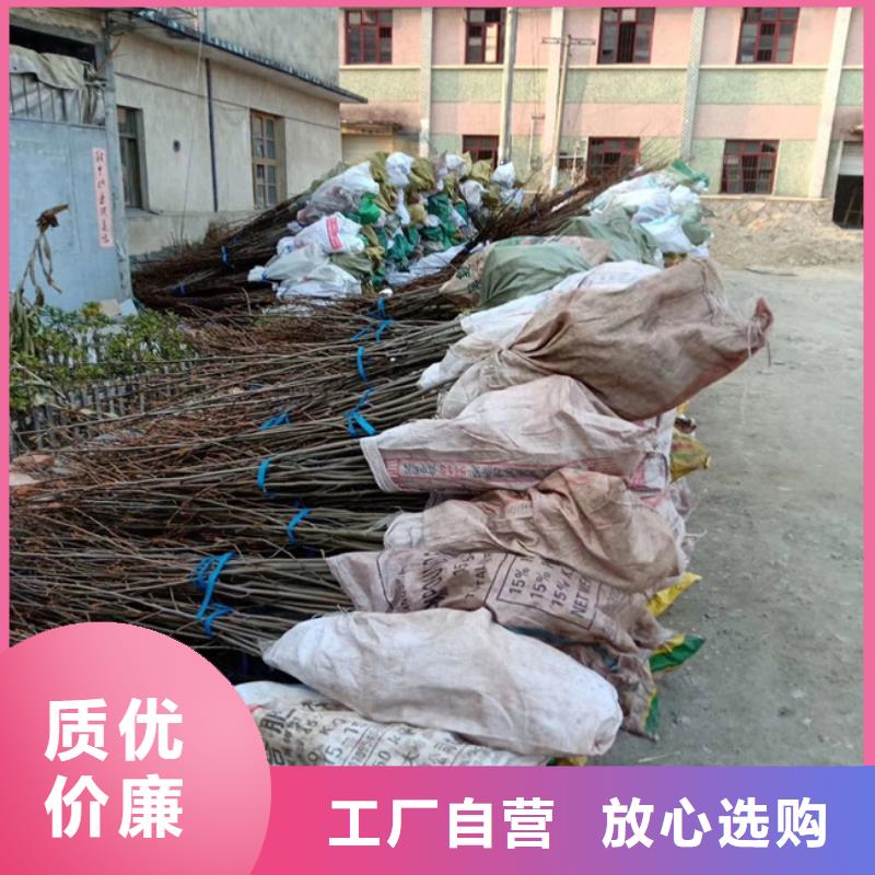 【碧根果桃树苗优良工艺】当地公司