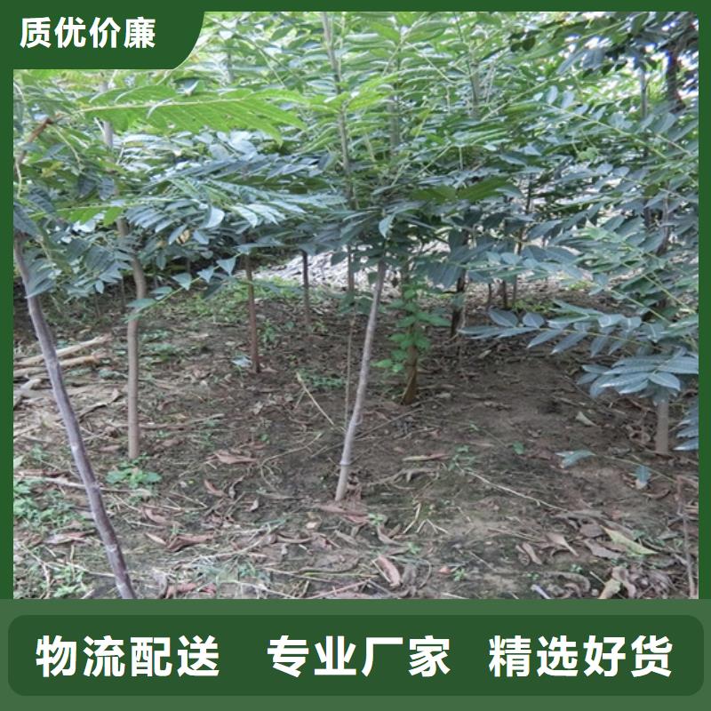 【香椿蓝莓苗资质认证】真材实料诚信经营