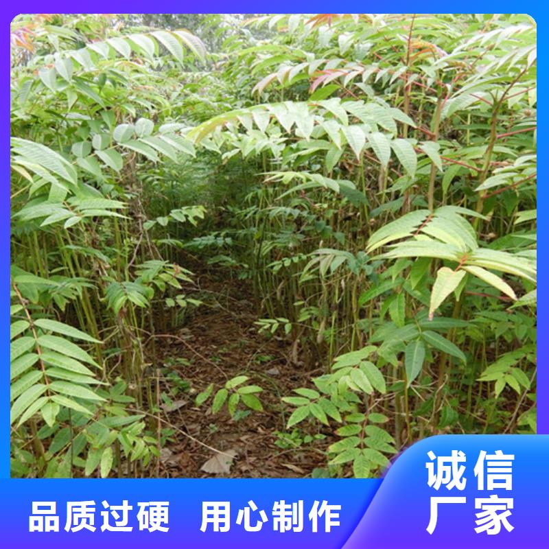 香椿_草莓苗品牌大厂家同城货源