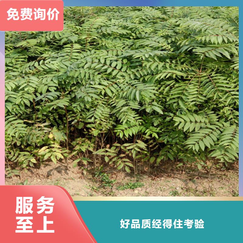 【香椿苹果苗快捷物流】优质工艺