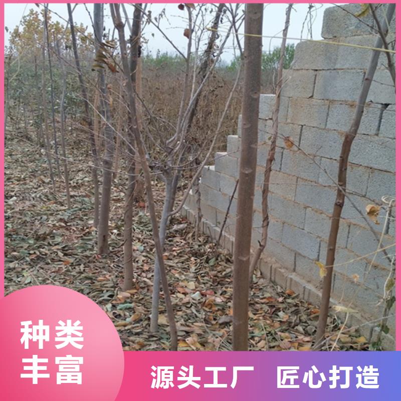 香椿,樱桃苗市场行情同城厂家