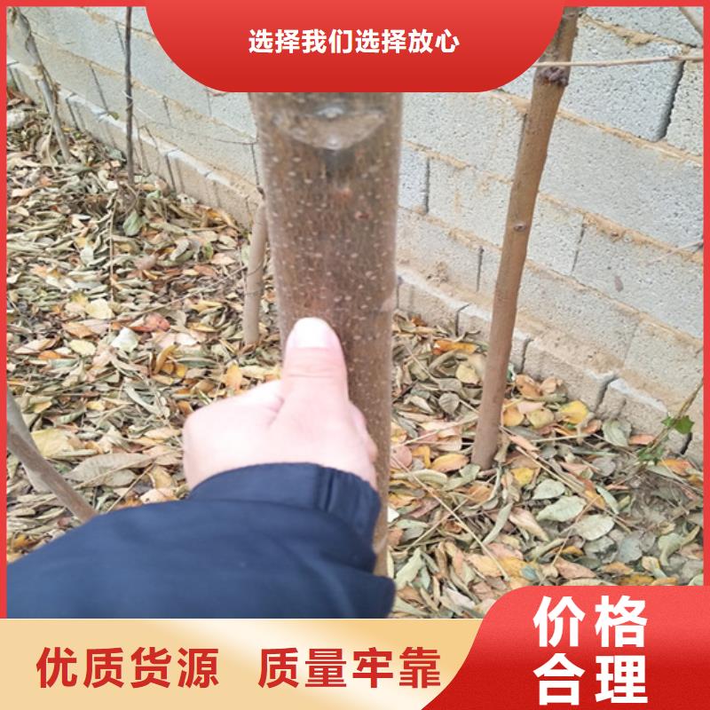 香椿蓝莓苗厂家销售本地配送