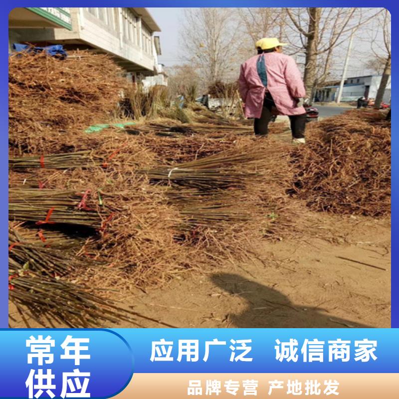 香椿樱桃苗价格合理当地厂家